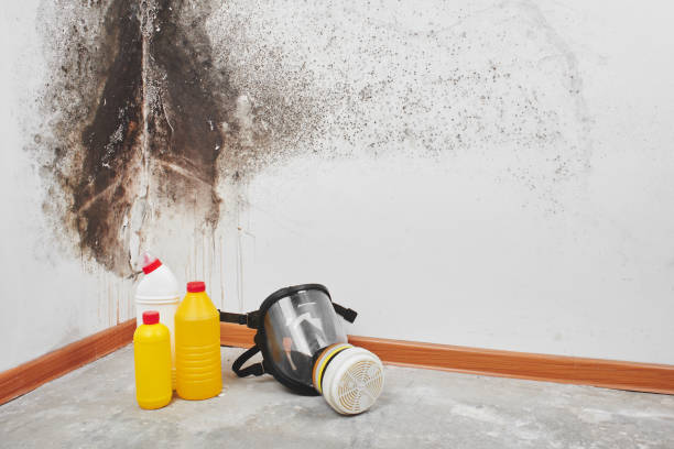Best DIY Mold Remediation Support Services in Barnesville, MN
