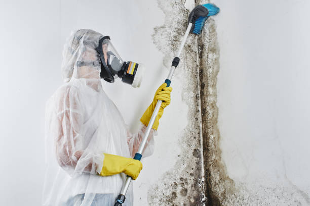Best Industrial Mold Remediation in Barnesville, MN