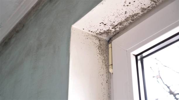 Best Emergency Mold Remediation in Barnesville, MN