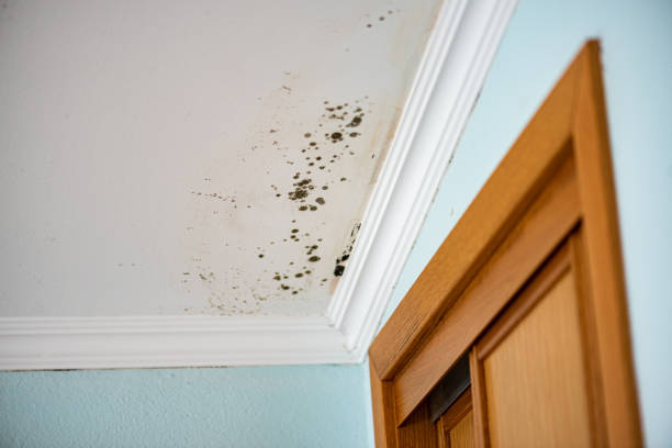 Best White Mold Remediation in Barnesville, MN