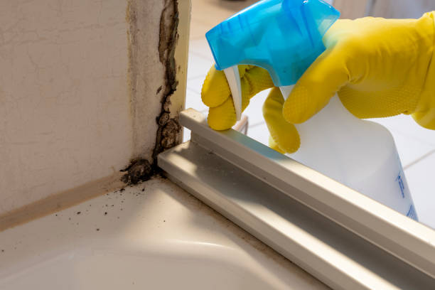 Best Crawl Space Mold Remediation in Barnesville, MN