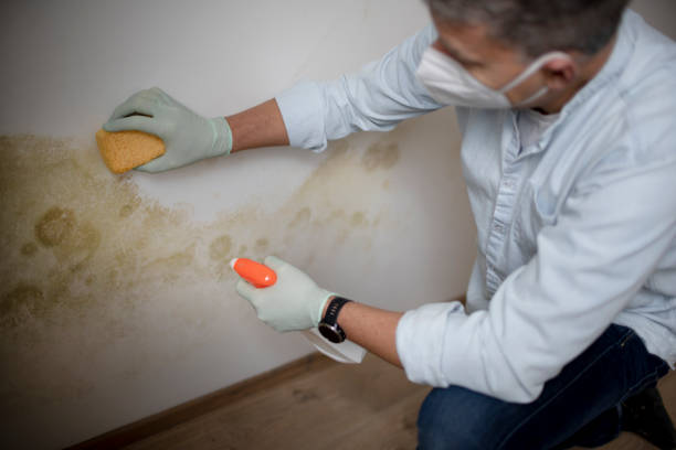 Best Residential Mold Remediation in Barnesville, MN