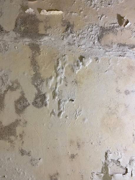 Best Basement Mold Remediation in Barnesville, MN