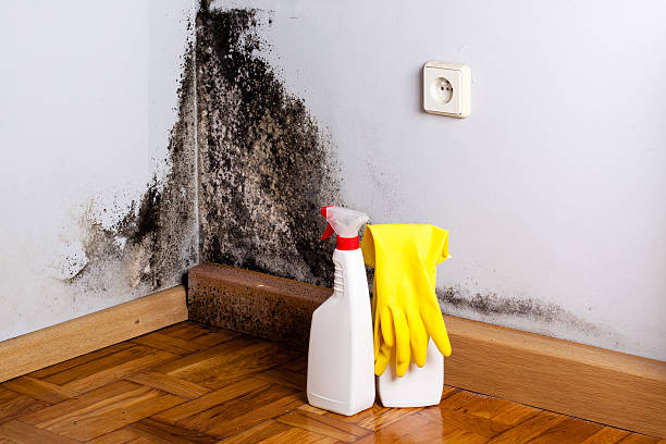Best Mold Testing and Inspection Services in Barnesville, MN