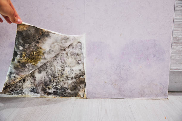 Best DIY Mold Remediation Support Services in Barnesville, MN